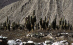 Pucará de Tilcara, many cactuses sj79_43b033-a-500