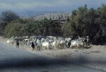 Near Cafayate -- goats goats goats