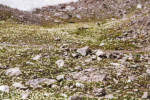A sea of Silberwurz, (fjällsippa, mountain avens ) on Totalp, which is anything but dead. 1_BR99_gemsluke_02_b-600