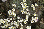 Detail of previous flower picture, Alpine pulsatilla, anemone. sj91_46b035-A-det-568-B-cr-550