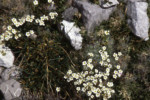 The most adorable white anemone. It turns out to be alpine pulsatilla. sj91_46b035-AB-cr-550